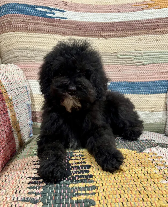 Titan – Whoodle puppy for sale in Salem, MO