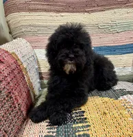 Titan, a male Whoodle for sale in Salem, MO – Photo 5 of 5