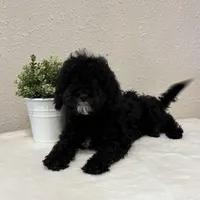 Titan, a male Whoodle for sale in Lewisburg, PA – Photo 1 of 3