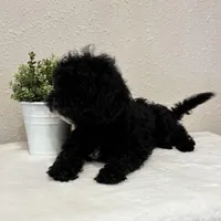 Titan, a male Whoodle for sale in Lewisburg, PA – Photo 3 of 3