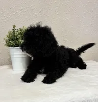 Titan, a male Whoodle for sale in Salem, MO – Photo 3 of 3