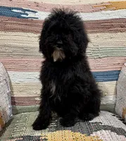 Titan, a male Whoodle for sale in Salem, MO – Photo 3 of 5