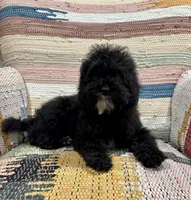 Titan, a male Whoodle for sale in Salem, MO – Photo 4 of 5