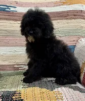 Titan, a male Whoodle for sale in Salem, MO – Photo 2 of 5