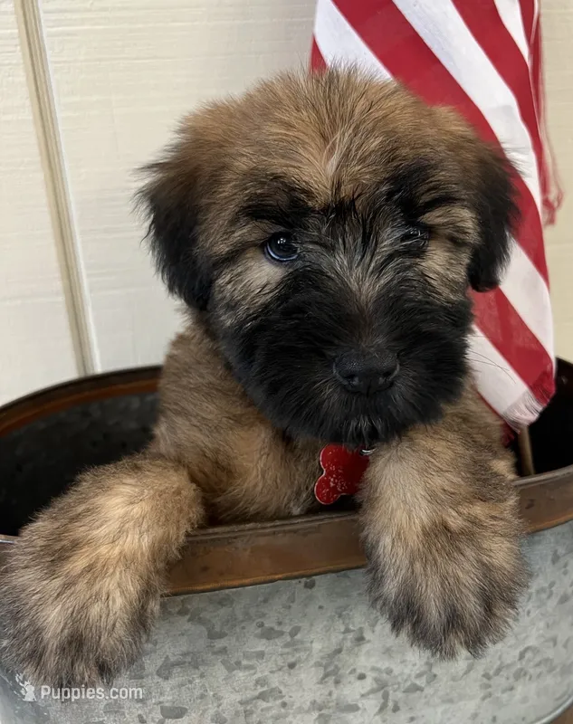 Reagan  – Soft Coated Wheaten Terrier puppy for sale in Salem, MO