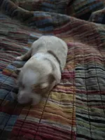 Red Merle, a female Toy Australian Shepherd for sale in Cherokee, AL – Photo 3 of 10