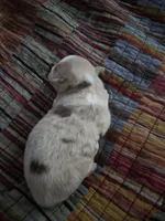 Red Merle, a female Toy Australian Shepherd for sale in Cherokee, AL – Photo 2 of 10