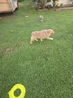 Red Merle, a female Toy Australian Shepherd for sale in Cherokee, AL – Photo 6 of 10