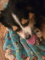 Red Merle, a female Toy Australian Shepherd for sale in Cherokee, AL – Photo 4 of 10