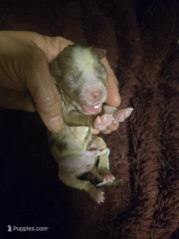 Red merle female born 4/2 – Toy Australian Shepherd puppy for sale in Cherokee, AL