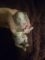 Red merle female born 4/2, a female Toy Australian Shepherd for sale in Cherokee, AL – Photo 1 of 4