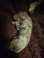 Red merle female born 4/2, a female Toy Australian Shepherd for sale in Cherokee, AL – Photo 3 of 4