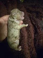 Red merle female born 4/2, a female Toy Australian Shepherd for sale in Cherokee, AL – Photo 4 of 4