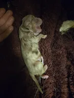 Red merle female born 4/2, a female Toy Australian Shepherd for sale in Cherokee, AL – Photo 2 of 4