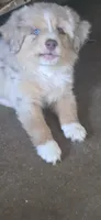 Red merle Mini Aussie, a female Miniature Australian Shepherd and Toy Australian Shepherd for sale in Cherokee, AL – 3 of 3