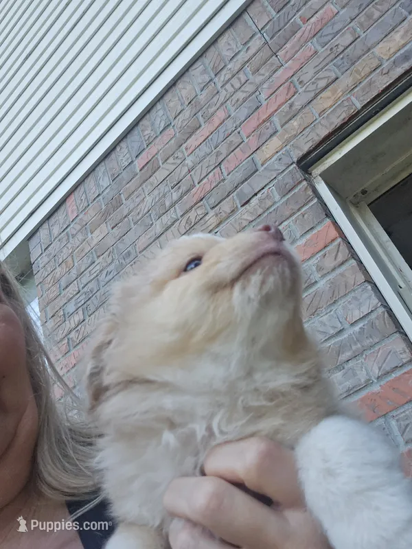 Red Merle Female – Toy Australian Shepherd puppy for sale in Cherokee, AL