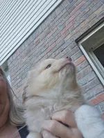 Red Merle Female, a female Toy Australian Shepherd for sale in Cherokee, AL – 6 of 8