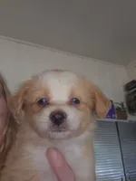 Blonde light red tri color, a male Toy Australian Shepherd for sale in Cherokee, AL – 2 of 4