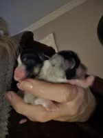 Tri Black Female, a female Toy Australian Shepherd for sale in Cherokee, AL – Photo 2 of 3