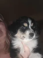 Tri Black Female, a female Toy Australian Shepherd for sale in Cherokee, AL – Photo 4 of 10