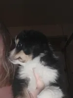 Tri Black Female, a female Toy Australian Shepherd for sale in Cherokee, AL – Photo 3 of 10