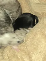 Tri Black Female, a female Toy Australian Shepherd for sale in Cherokee, AL – Photo 3 of 3