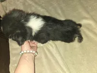 Tri Black Female, a female Toy Australian Shepherd for sale in Cherokee, AL – Photo 5 of 10