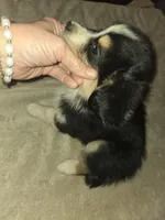 Tri Black Female, a female Toy Australian Shepherd for sale in Cherokee, AL – Photo 9 of 10