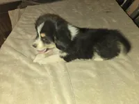 Tri Black Female, a female Toy Australian Shepherd for sale in Cherokee, AL – Photo 7 of 10