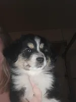 Tri Black Female, a female Toy Australian Shepherd for sale in Cherokee, AL – Photo 2 of 10