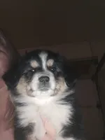 Tri Black Female, a female Toy Australian Shepherd for sale in Cherokee, AL – Photo 1 of 10