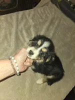 Tri Black Female, a female Toy Australian Shepherd for sale in Cherokee, AL – Photo 8 of 10