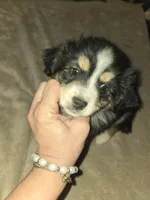 Tri Black Female, a female Toy Australian Shepherd for sale in Cherokee, AL – Photo 6 of 10