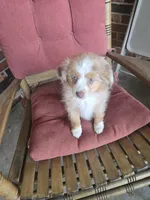 Red Merle 3, a female Toy Australian Shepherd for sale in Cherokee, AL – Photo 4 of 10