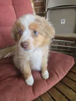 Red Merle 3, a female Toy Australian Shepherd for sale in Cherokee, AL – Photo 2 of 10