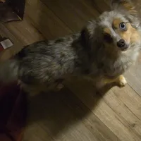 Red Merle 3, a female Toy Australian Shepherd for sale in Cherokee, AL – Photo 8 of 10