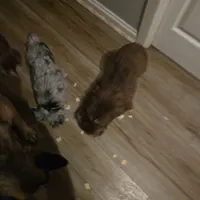 Red Merle 3, a female Toy Australian Shepherd for sale in Cherokee, AL – Photo 9 of 10