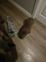 Red Merle 3, a female Toy Australian Shepherd for sale in Cherokee, AL – Photo 5 of 6