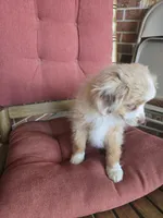 Red Merle 3, a female Toy Australian Shepherd for sale in Cherokee, AL – Photo 3 of 10