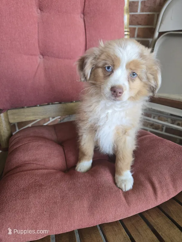 Red Merle 3 – Toy Australian Shepherd puppy for sale in Cherokee, AL