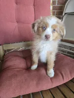 Red Merle 3, a female Toy Australian Shepherd for sale in Cherokee, AL – Photo 1 of 10