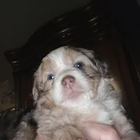 Red Merle 3, a female Toy Australian Shepherd for sale in Cherokee, AL – Photo 5 of 10