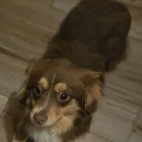 Red Merle 3, a female Toy Australian Shepherd for sale in Cherokee, AL – Photo 10 of 10