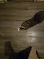 Red Merle 3, a female Toy Australian Shepherd for sale in Cherokee, AL – Photo 6 of 6