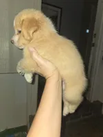 Larger blonde light tri red, a male Toy Australian Shepherd for sale in Cherokee, AL – 4 of 8