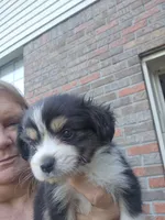 Tri red female very small, a female Toy Australian Shepherd for sale in Cherokee, AL – 4 of 6