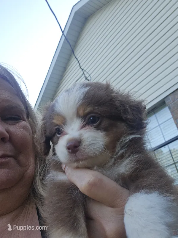 Tri Red Female – Toy Australian Shepherd puppy for sale in Cherokee, AL