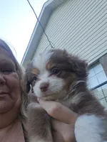 Tri Red Female, a female Toy Australian Shepherd for sale in Cherokee, AL – 1 of 4