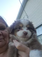 Tri Red Female, a female Toy Australian Shepherd for sale in Cherokee, AL – 3 of 4
