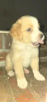 Larger blonde light tri red, a male Toy Australian Shepherd for sale in Cherokee, AL – 5 of 8